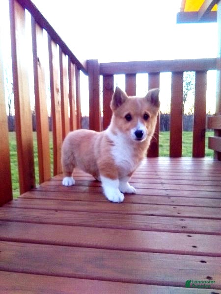 Welsh Corgi Pembroke dogs Roxie - Ad 15