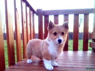 Welsh Corgi Pembroke dogs Roxie - Ad 30