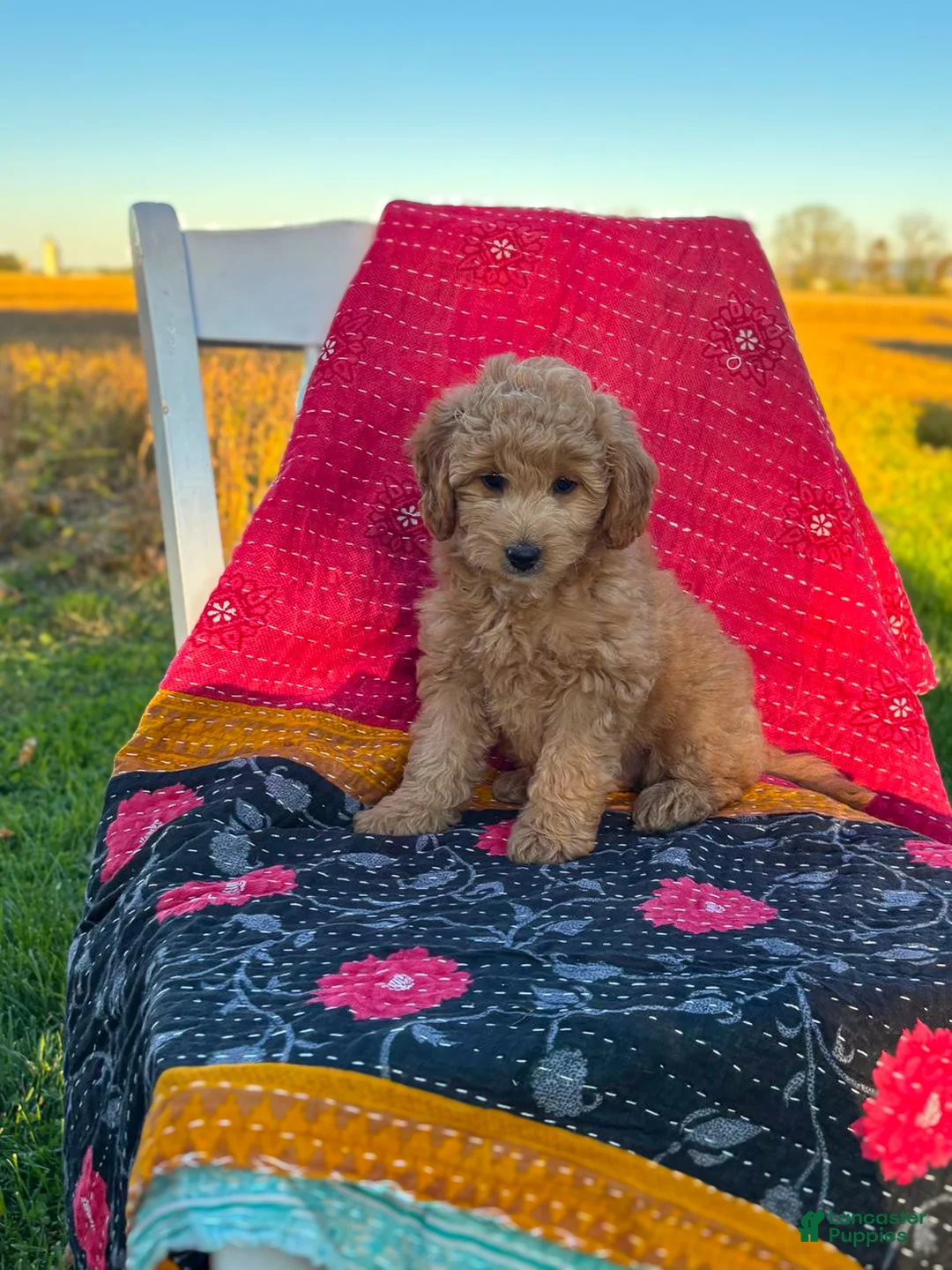 Mini Goldendoodle dogs for sale: Luna - Ad 1