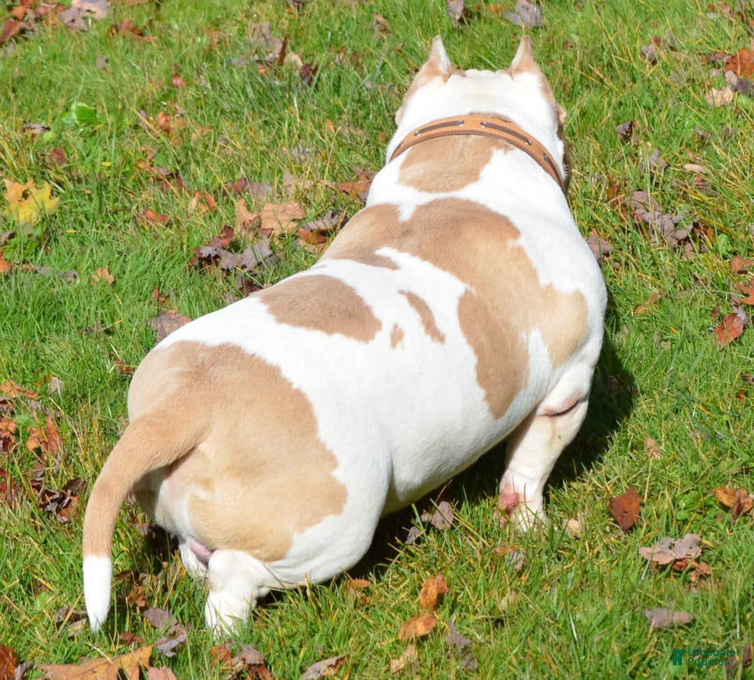 American Bully dogs for stud: American Bully 1 puppies - Ad 8