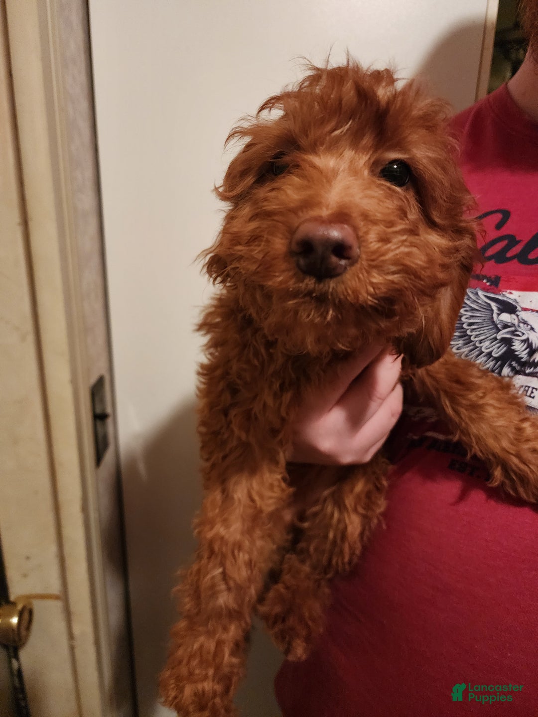 Irish Doodle dogs for sale: Murphy - Ad 6
