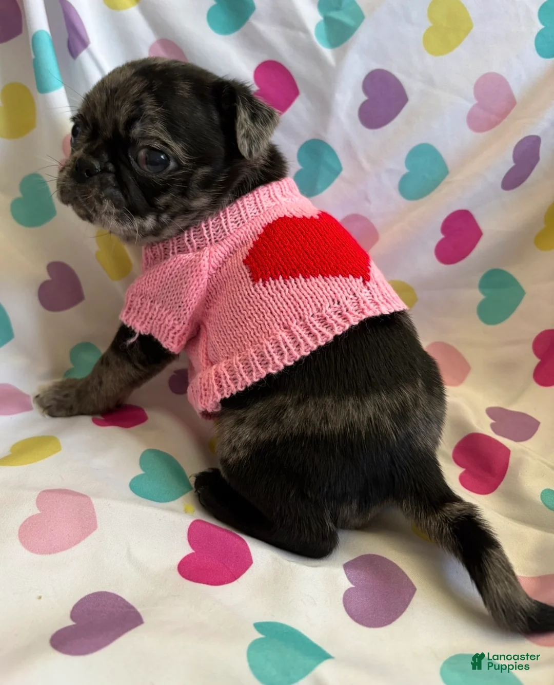 Pug dogs for sale: Elphaba - Ad 2