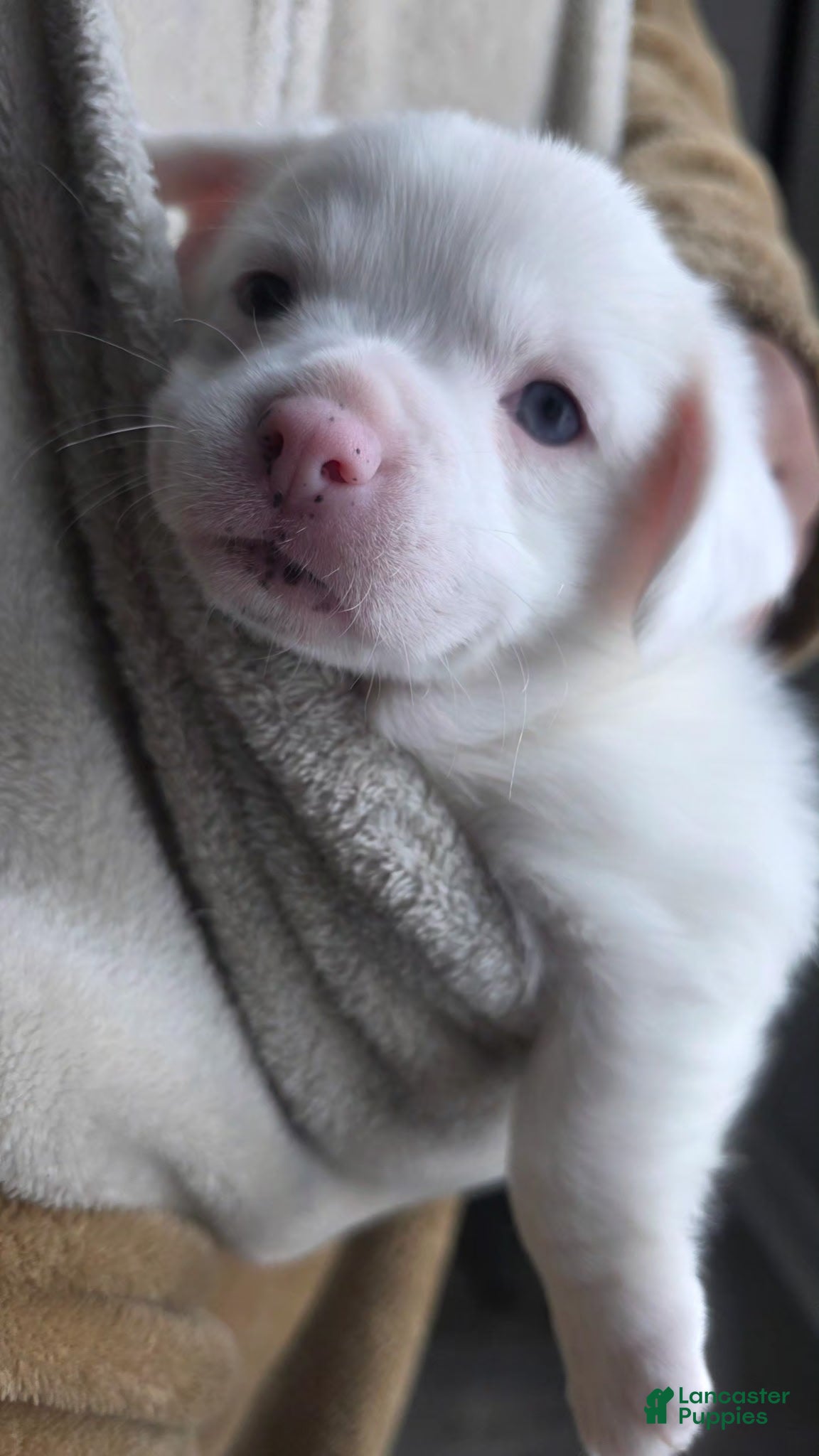 Mixed Breed dogs Cow - Ad 30