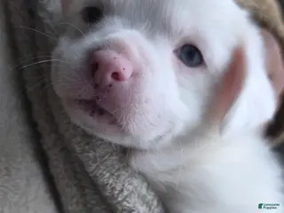 Mixed Breed dogs Cow - Ad 30