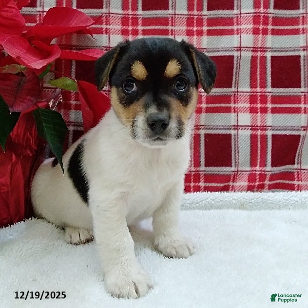 Mixed Breed dogs Tyler - Ad 1