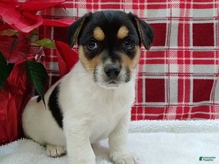Mixed Breed dogs Tyler - Ad 1