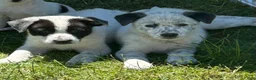 Mixed Breed dogs for sale: Opie - Ad 5