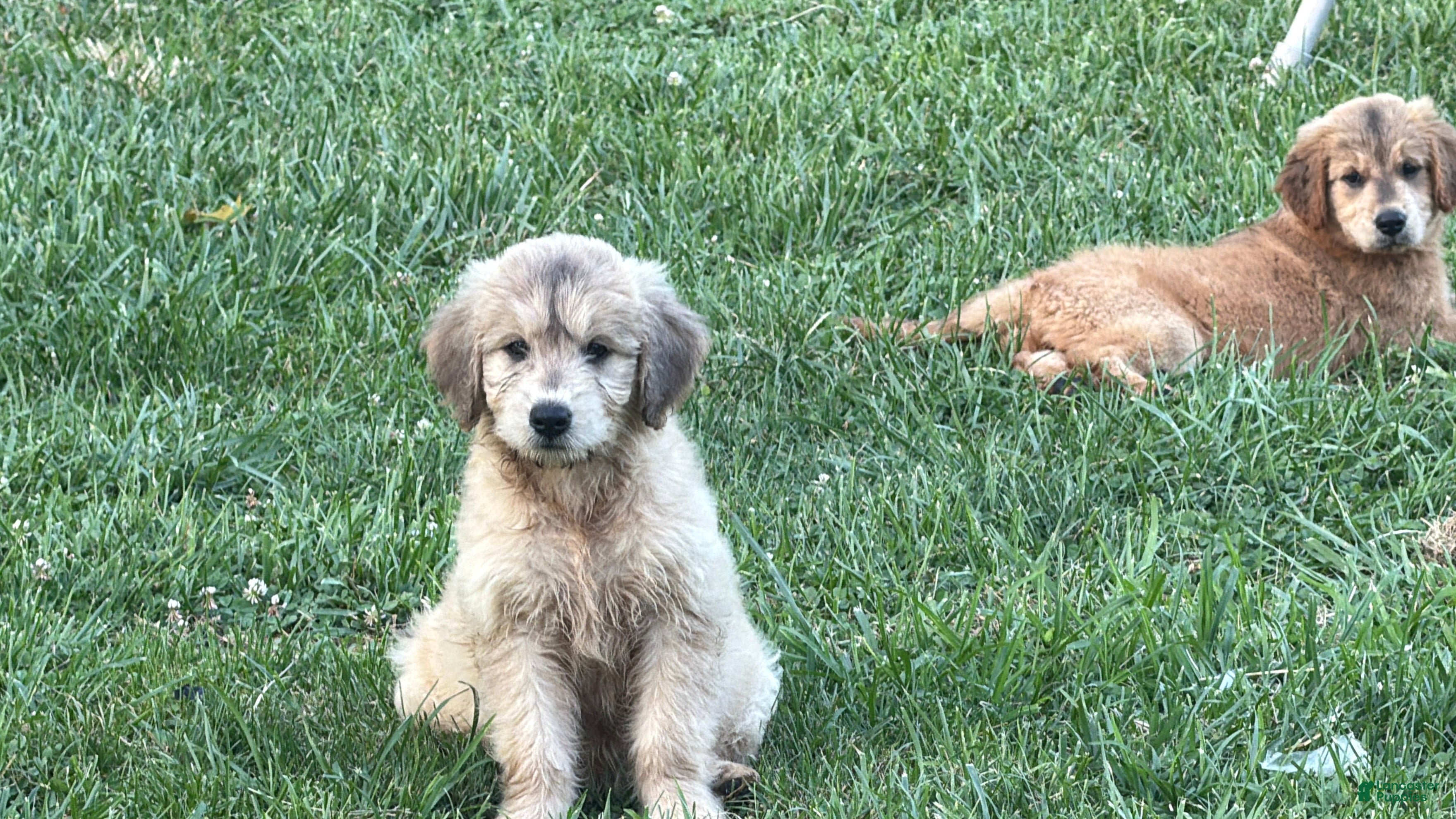 Mini Goldendoodle dogs Goldendoodle - THEODORA TEDDY BEAR - Ad 9