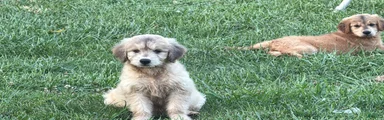 Goldendoodle - THEODORA TEDDY BEAR