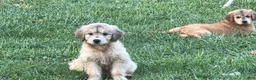 Mini Goldendoodle dogs for sale: Goldendoodle - THEODORA TEDDY BEAR - Ad 1