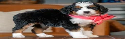 Mini Bernedoodle dogs for sale: Mini Lucy - Ad 4