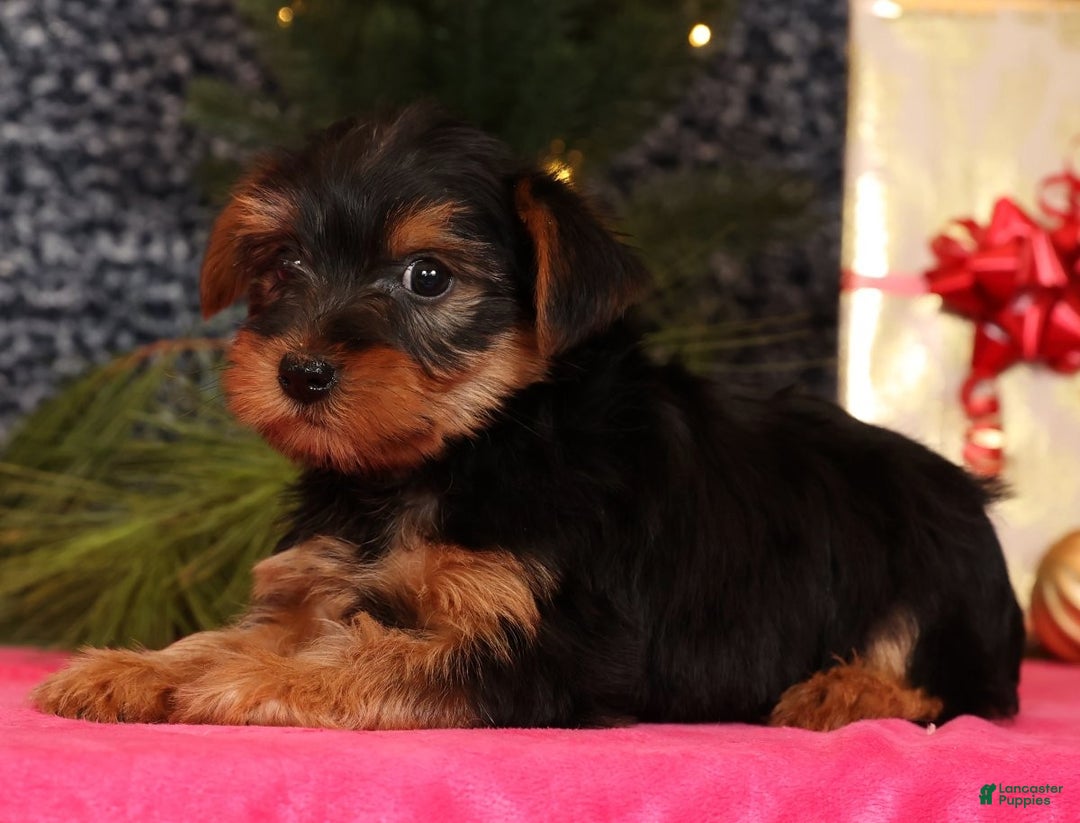 Yorkshire Terrier dogs for sale: Marlon - Ad 7