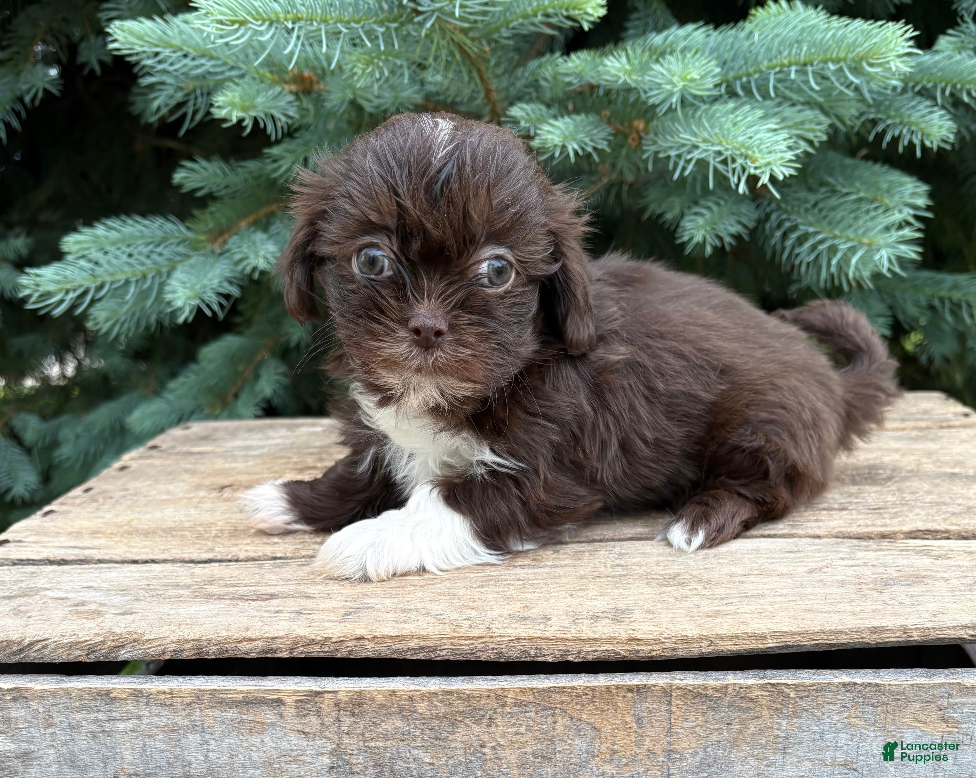 Shih Tzu dogs Hazelnut - Ad 1