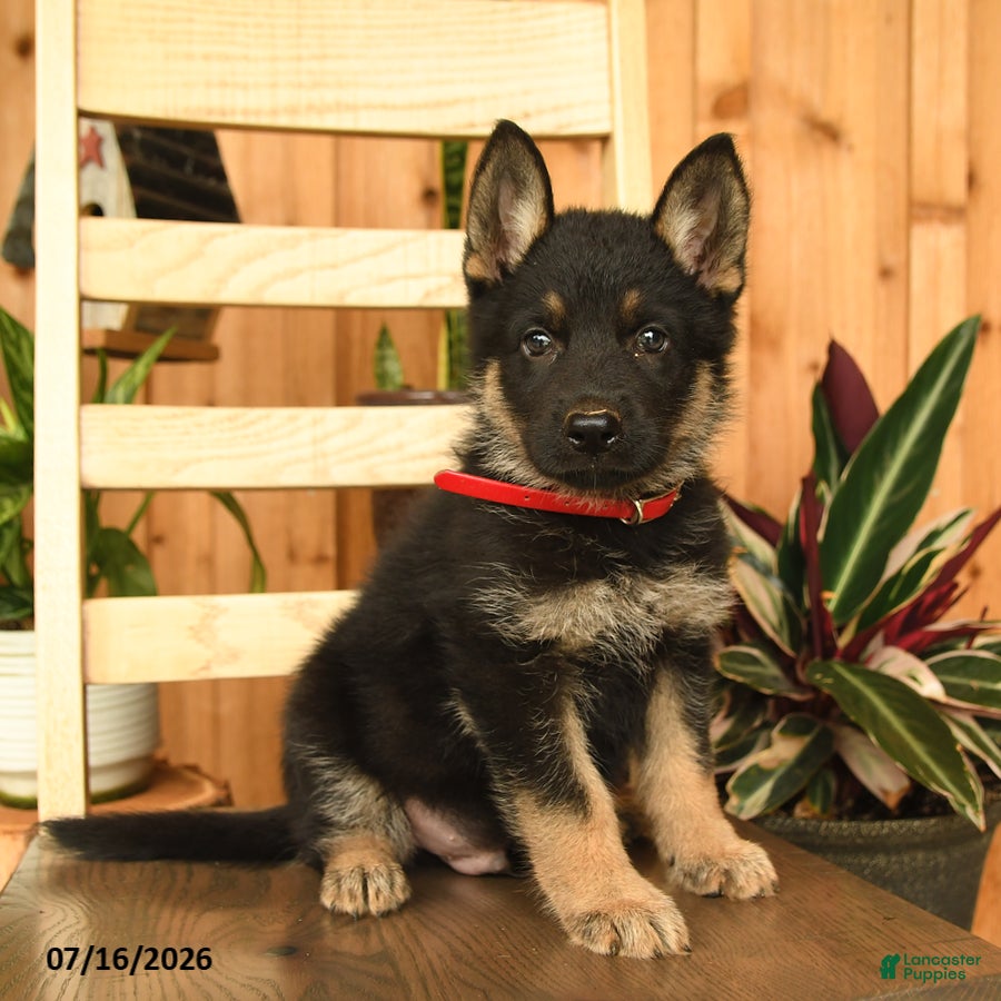 German Shepherd dogs Jeremiah  - Ad 1