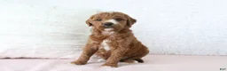 Mini Goldendoodle dogs for sale: Jack - Ad 3
