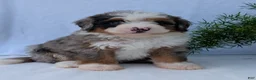 Mini Bernedoodle dogs for sale: Mini Marlo  - Ad 7