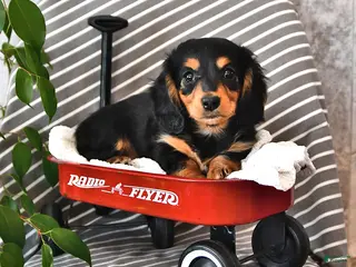 Miniature Dachshund dogs Delilah - Ad 22