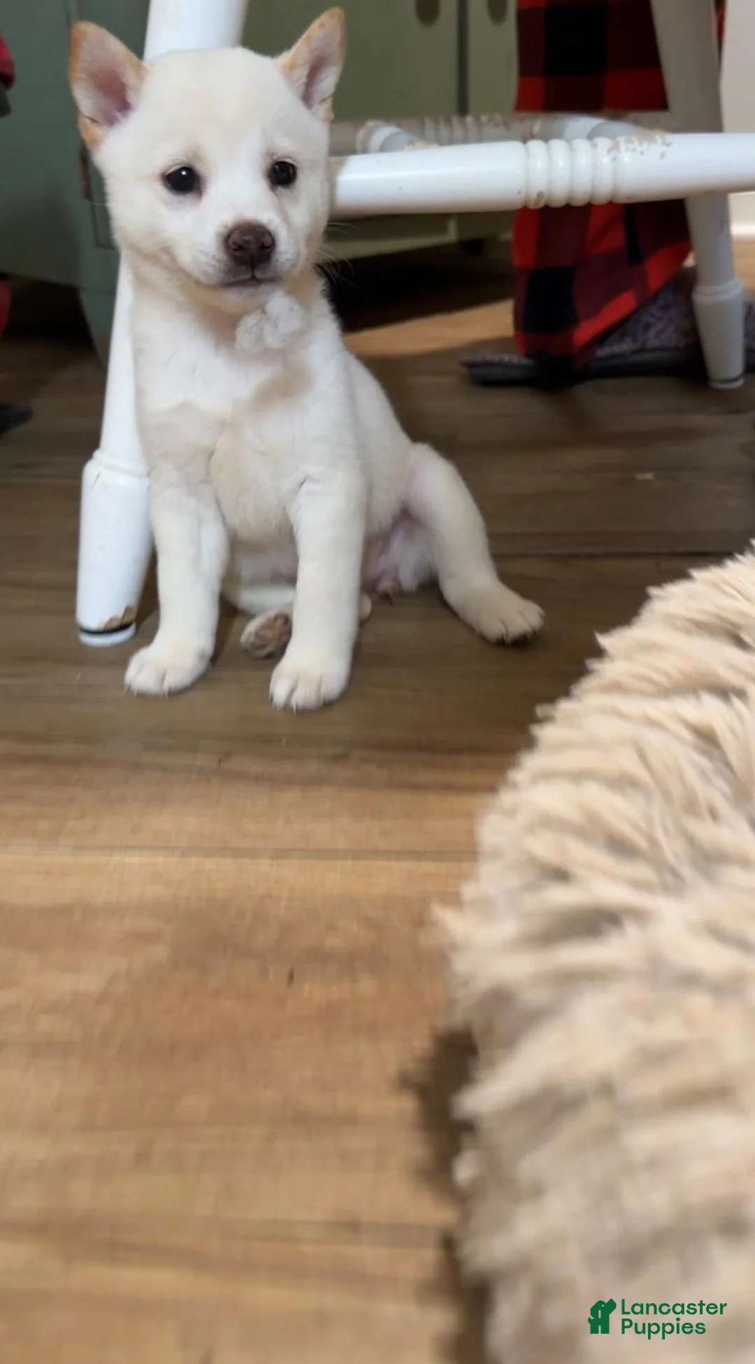 Shiba Inu dogs for sale: Tommy - Ad 4