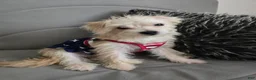 Morkie dogs for sale: Morkie 1 - Ad 3