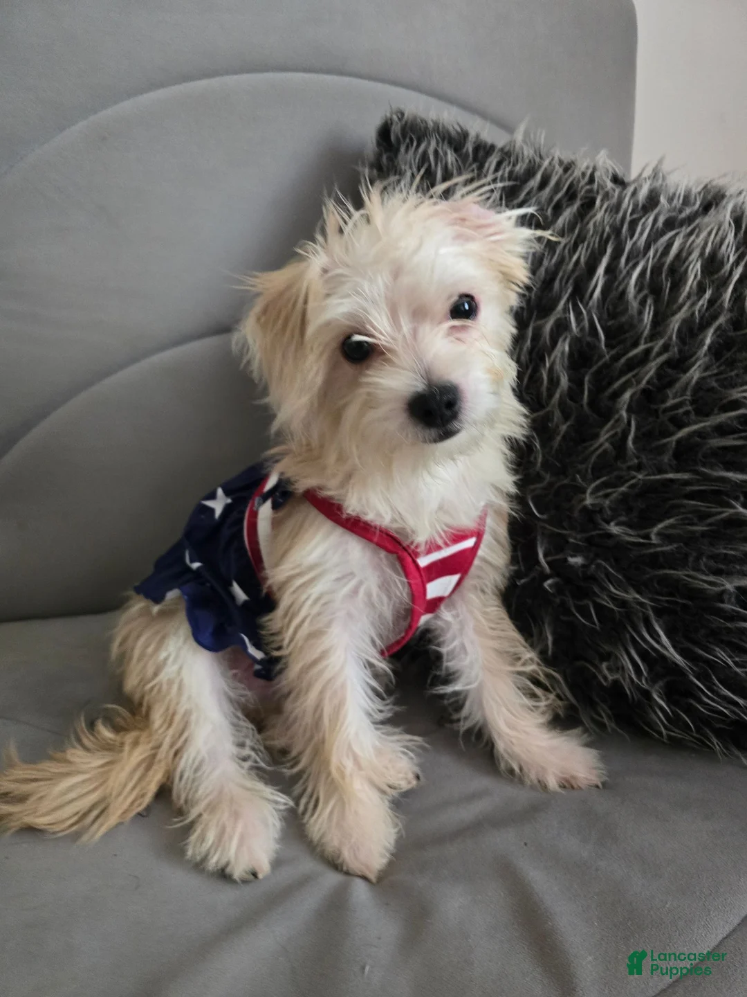 Morkie dogs for sale: Morkie 1 - Ad 3