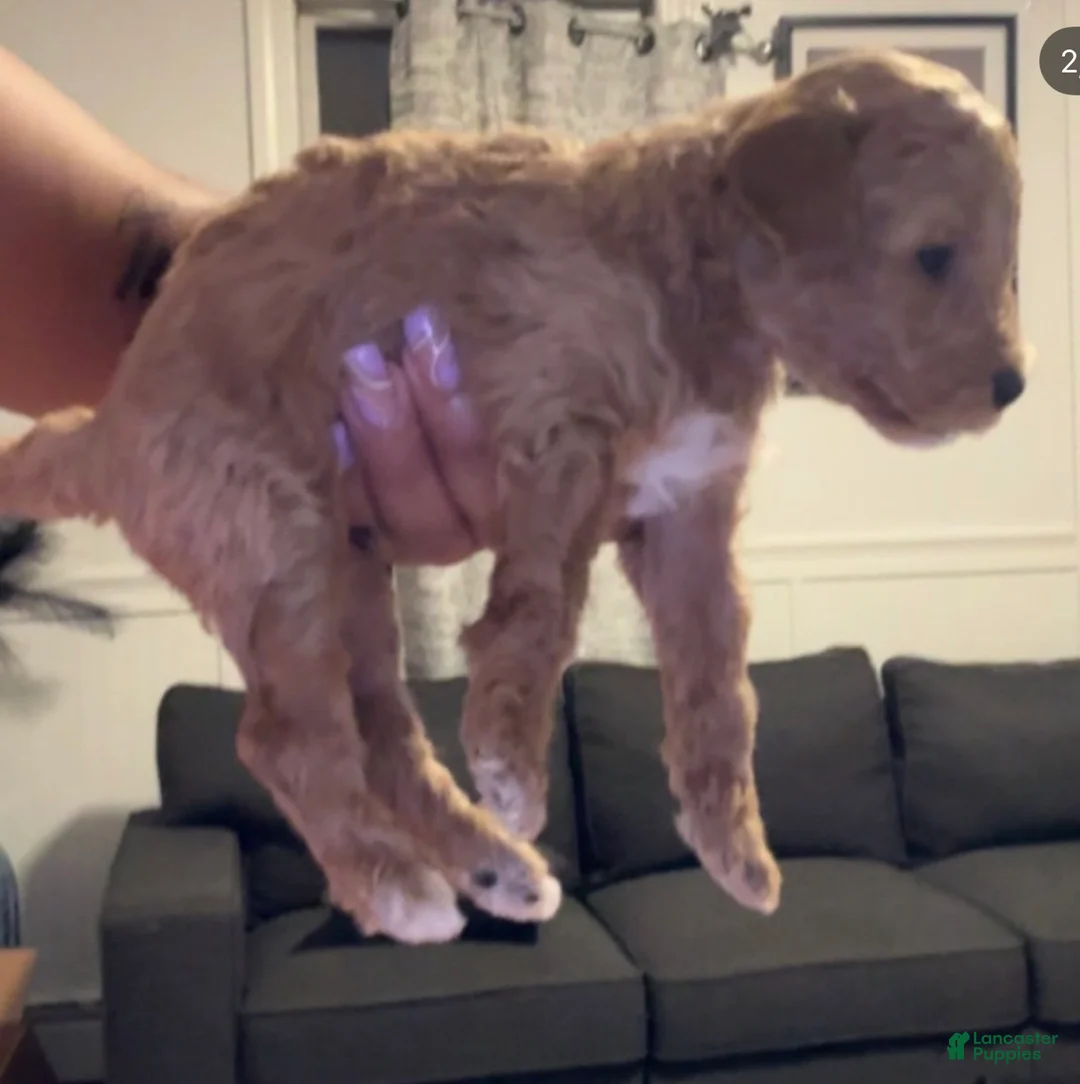Mini Goldendoodle dogs for sale: Toy poodle  - Ad 2