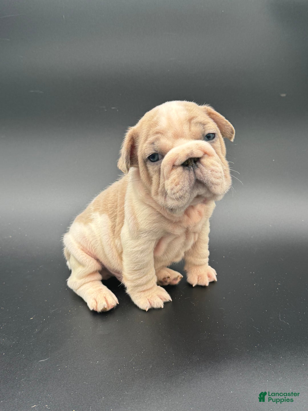 French Bulldog dogs for sale: French Bulldog Puppy 1 - Ad 6