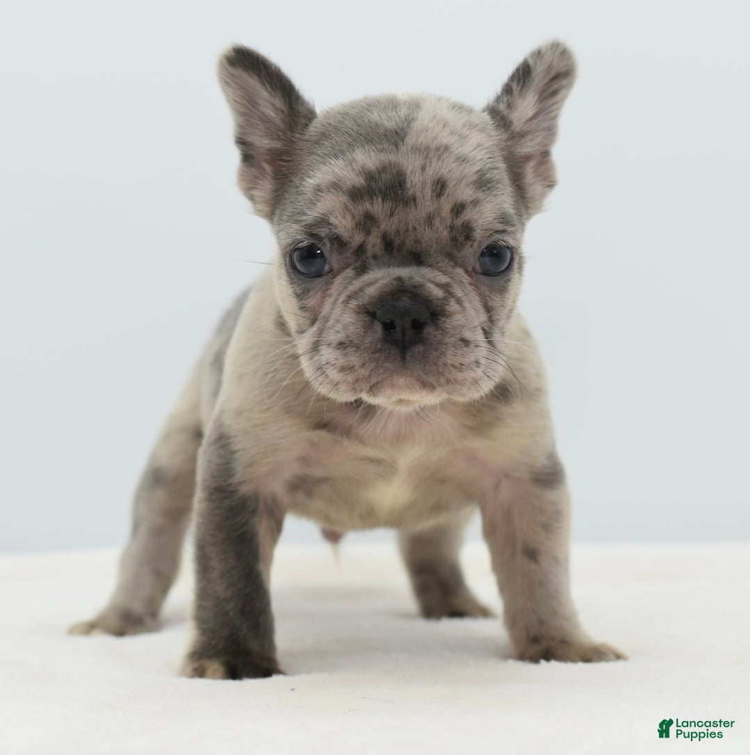 Mixed Breed dogs for sale: Hollywood merle blue  - Ad 20