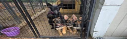 German Shepherd dogs for sale: German Shepherd 3 - Ad 6