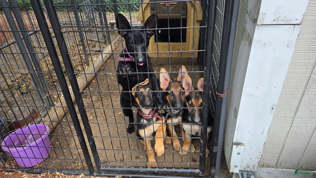 German Shepherd dogs for sale: German Shepherd 3 - Ad 6