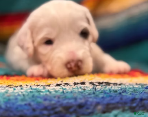 Mini Bernedoodle dogs Bandit - Ad 27