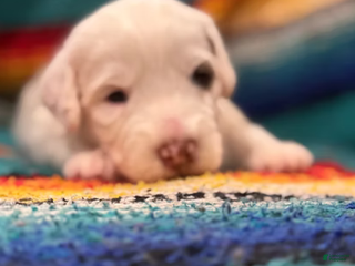 Mini Bernedoodle dogs Bandit - Ad 2