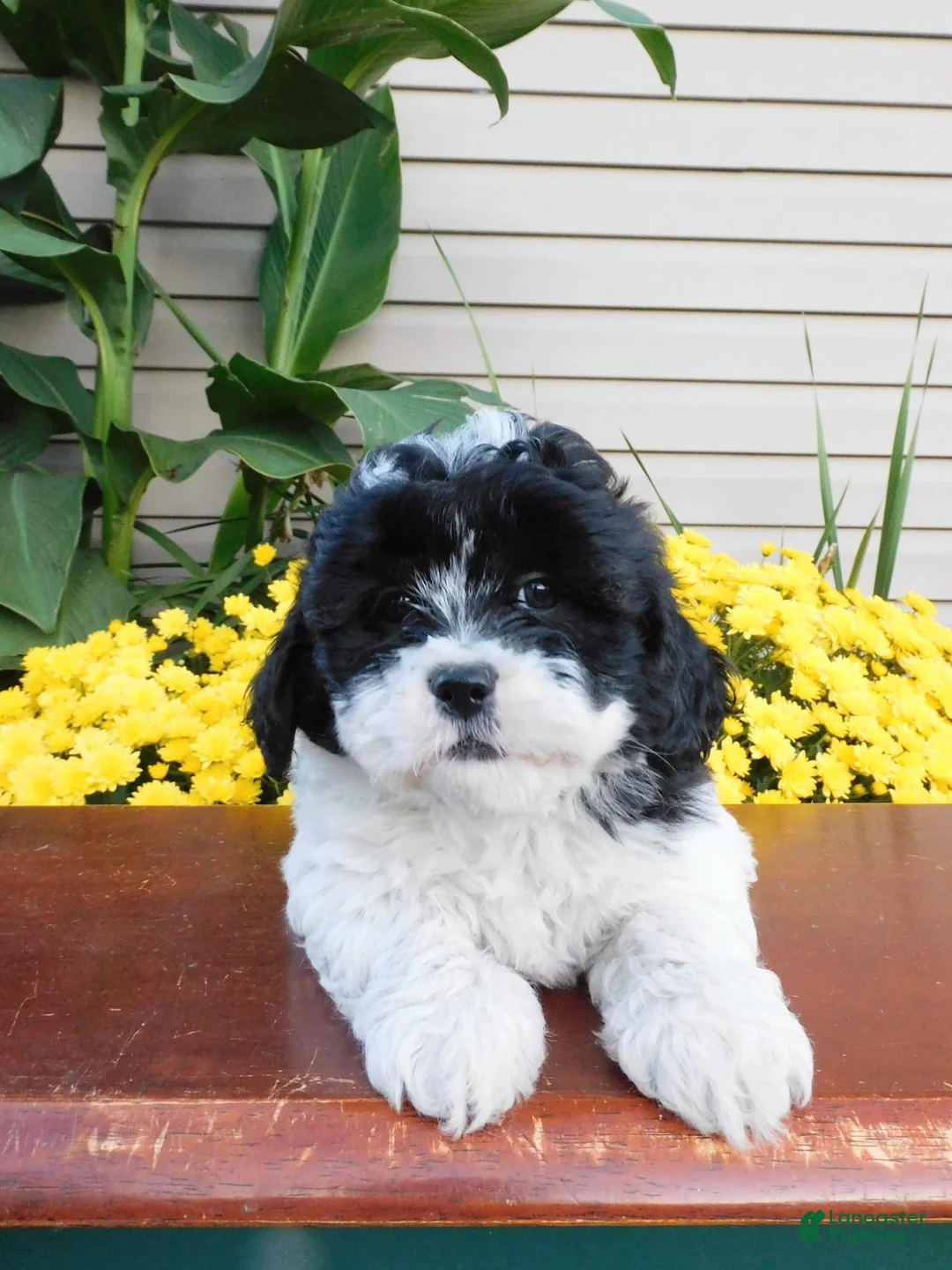 Teddy Bear dogs for sale: Doublestuff - Ad 4