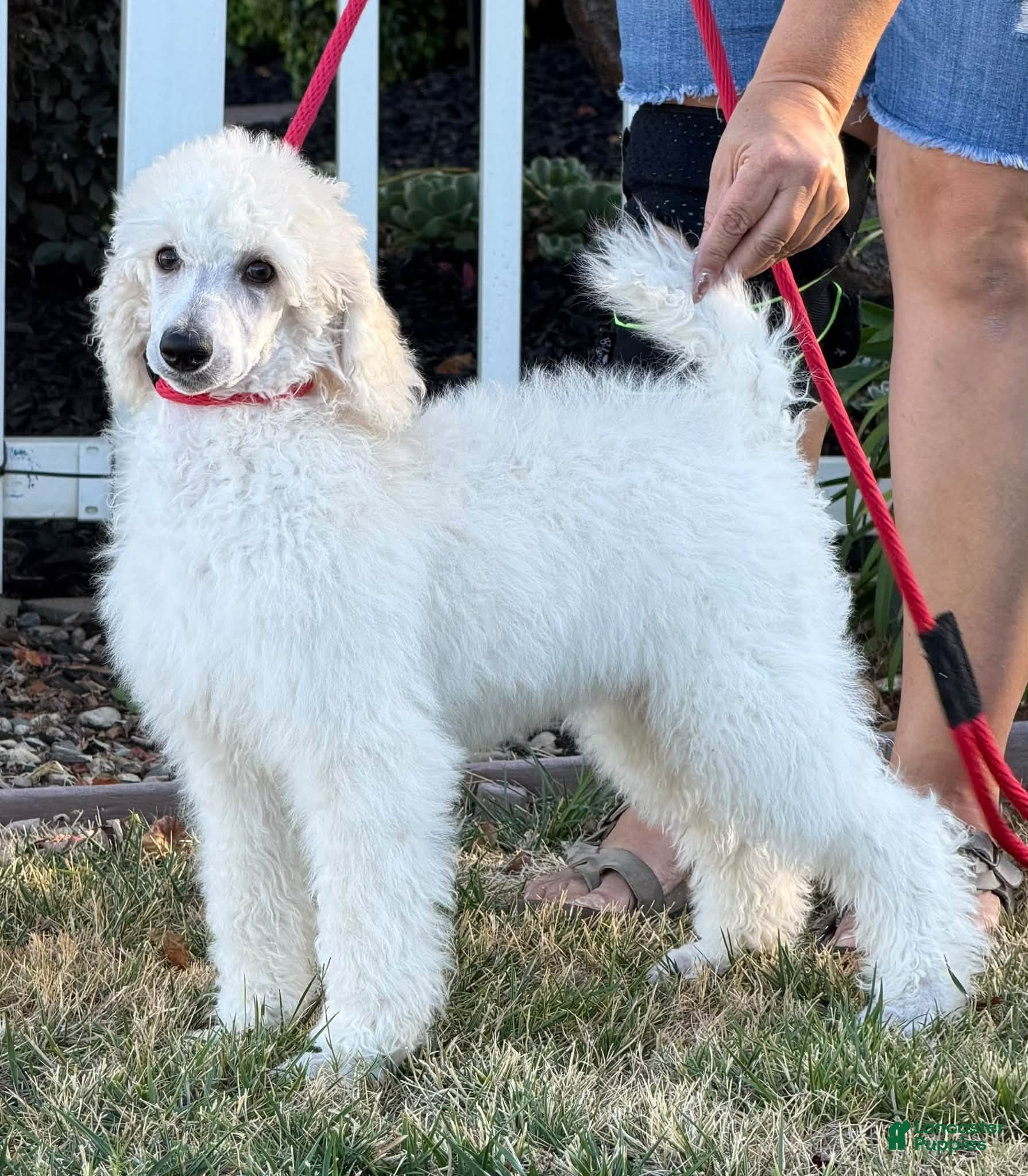 Standard Poodle dogs Boy 2 - Ad 1