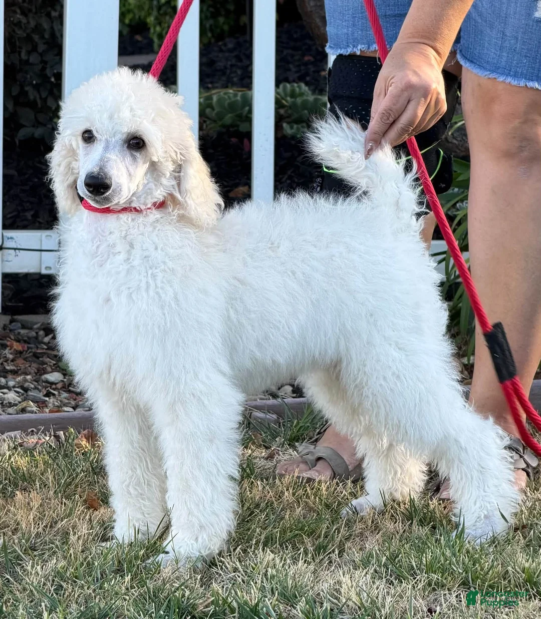 Standard Poodle dogs for sale: Boy 2 - Ad 1