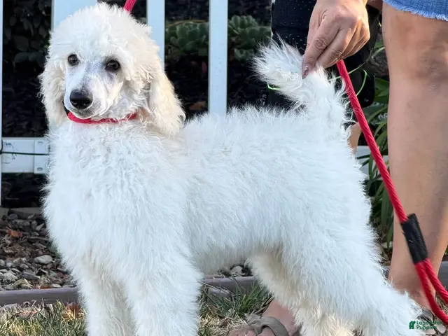 Standard Poodle dogs Boy 2 - Ad 12