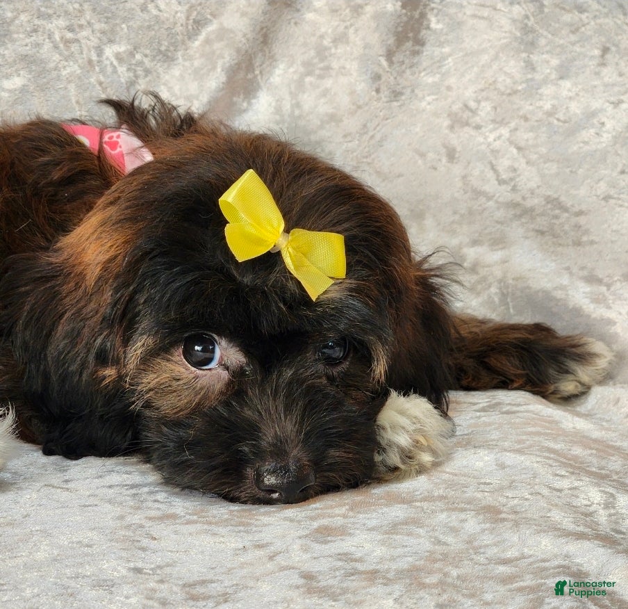 Mini Goldendoodle dogs Ruthie - Ad 18