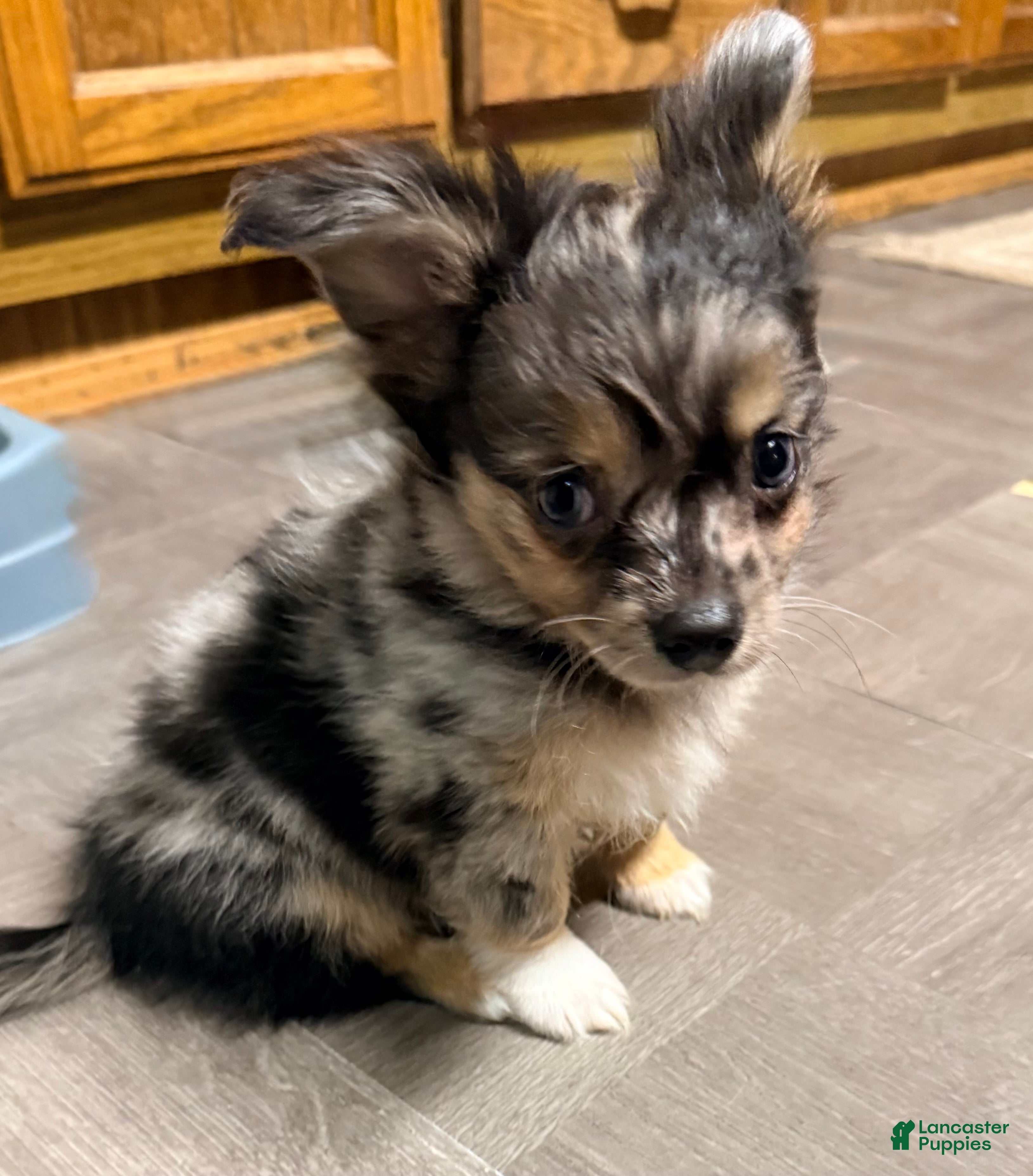 Mixed Breed dogs Chihuahua male black Merle chion chi/Papillion  - Ad 15