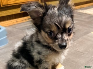 Mixed Breed dogs Chihuahua male black Merle chion chi/Papillion - Ad 8