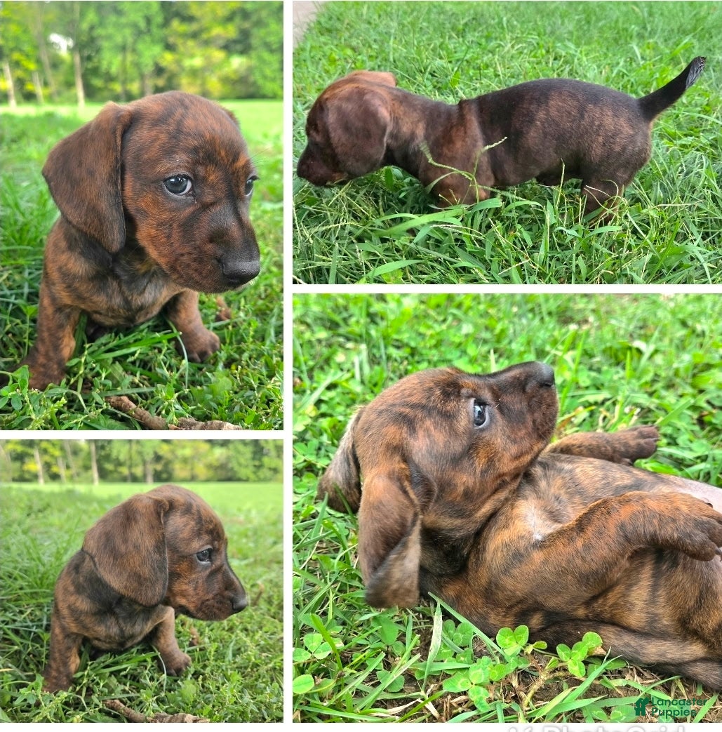 Dachshund dogs for sale: Rondi  - Ad 1