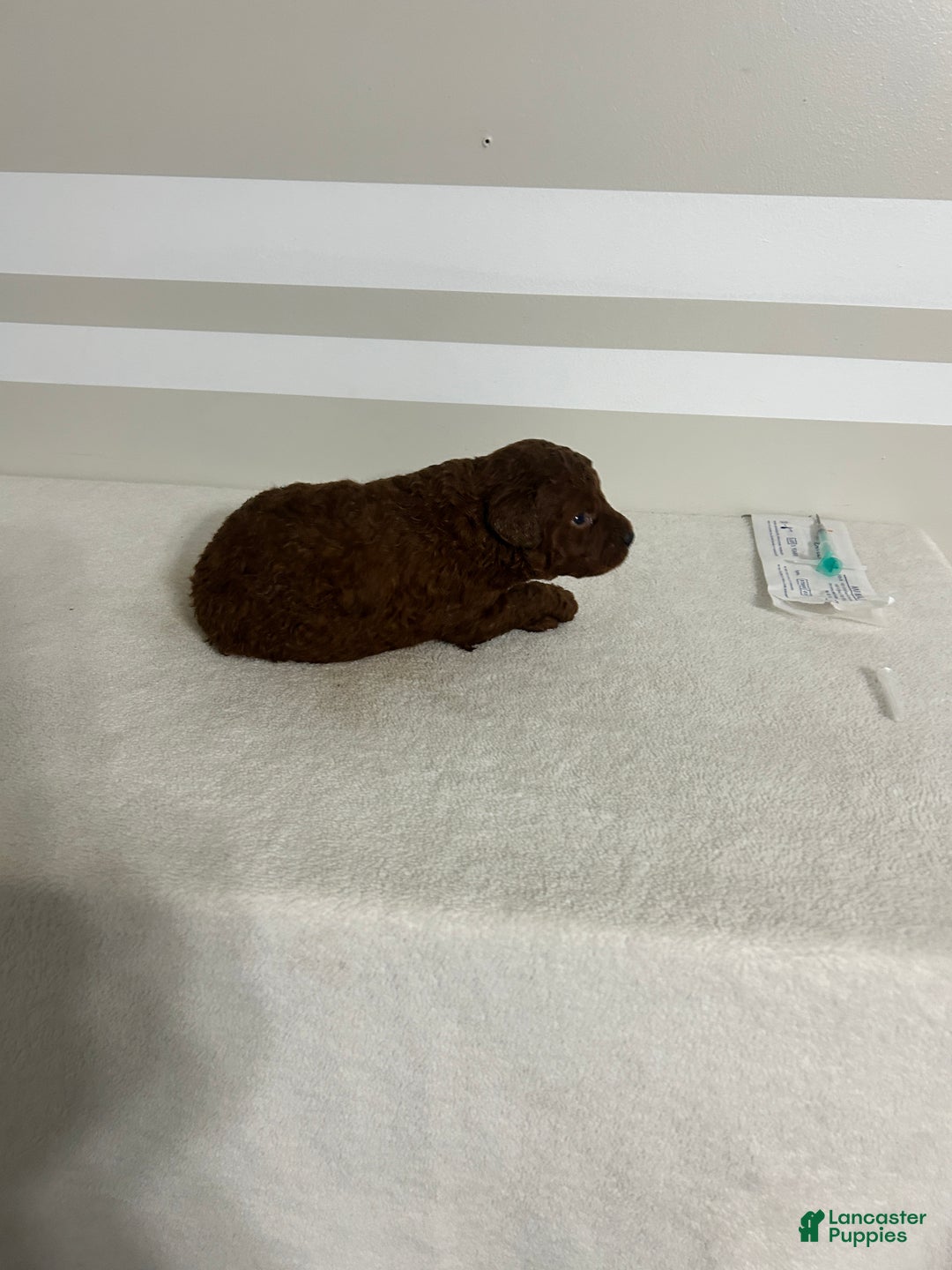 Mini Goldendoodle dogs for sale: Colton - Ad 4