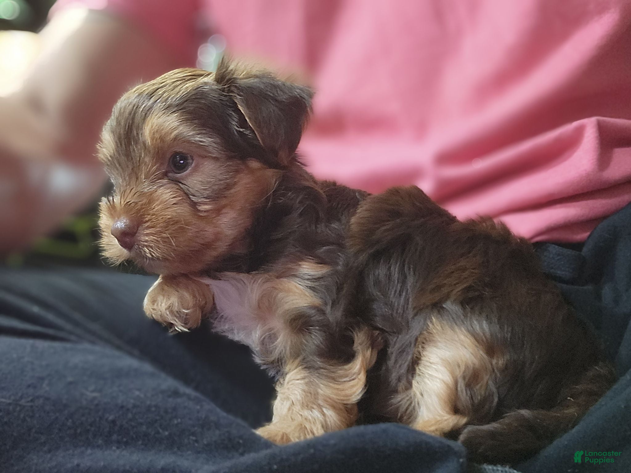 Yorkshire Terrier dogs Yorkshire Terrier 1 - Ad 8