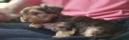 Yorkshire Terrier dogs for sale: Yorkshire Terrier 1 - Ad 1