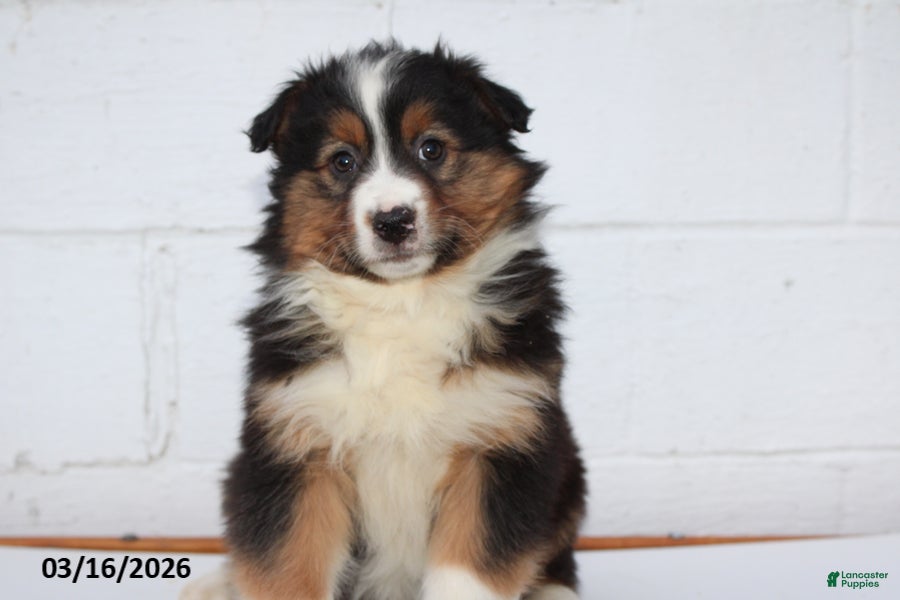Australian Shepherd dogs Ranger - Ad 1