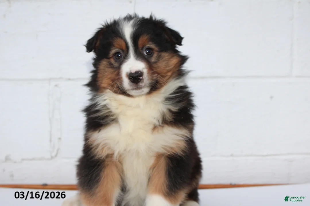 Australian Shepherd dogs for sale: Ranger - Ad 1