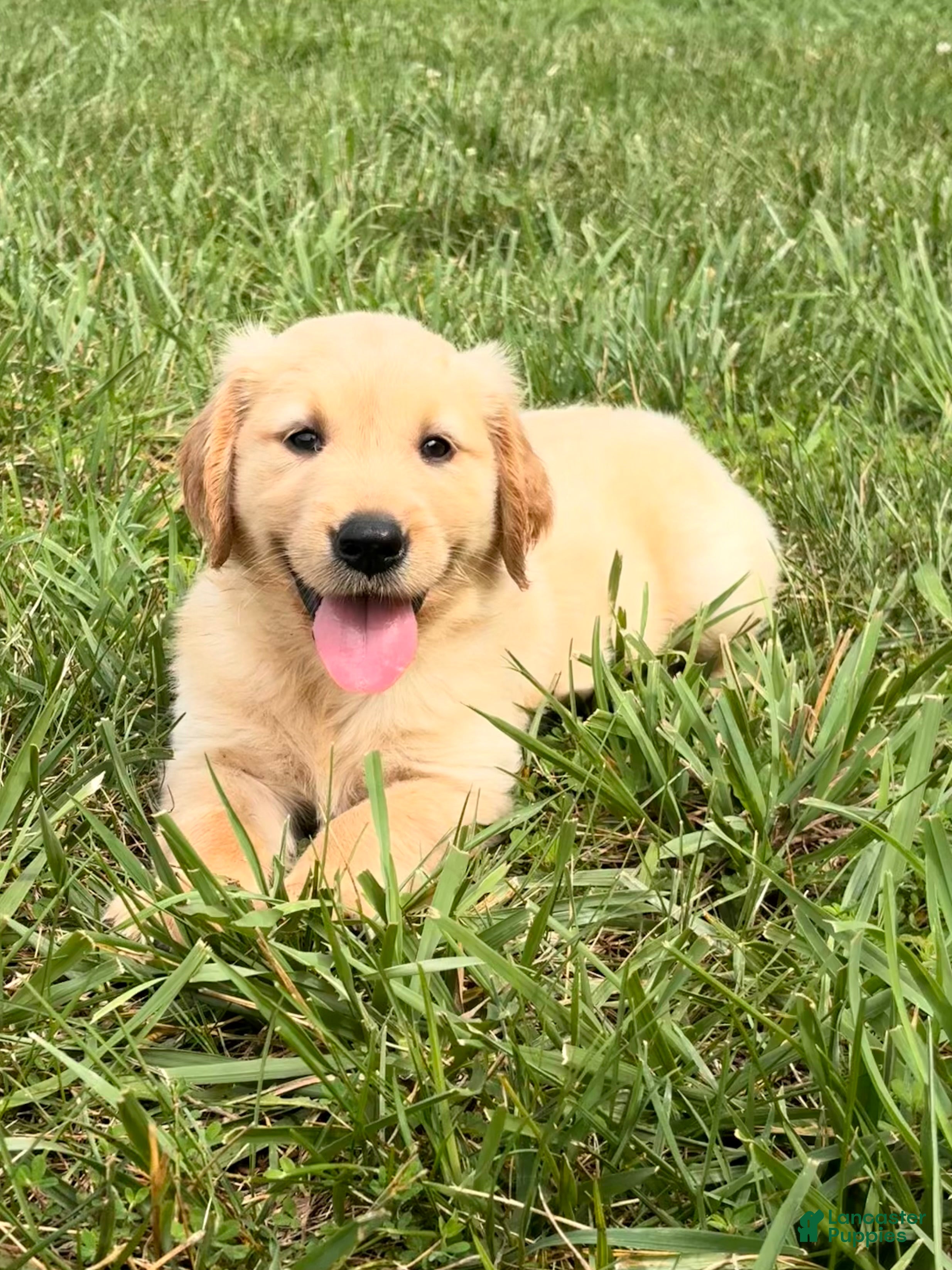 Golden Retriever dogs Mary - Ad 40