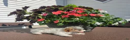 Miniature Poodle dogs for sale: Crystal - Ad 3
