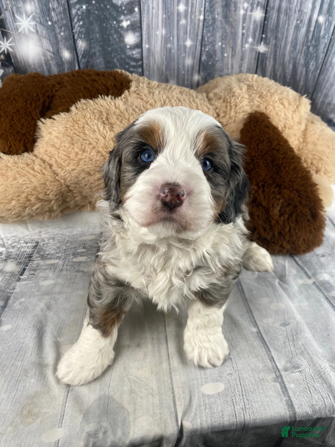 Mixed Breed dogs for sale: Rylan - Ad 9