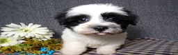 Havanese dogs for sale: King - Ad 6