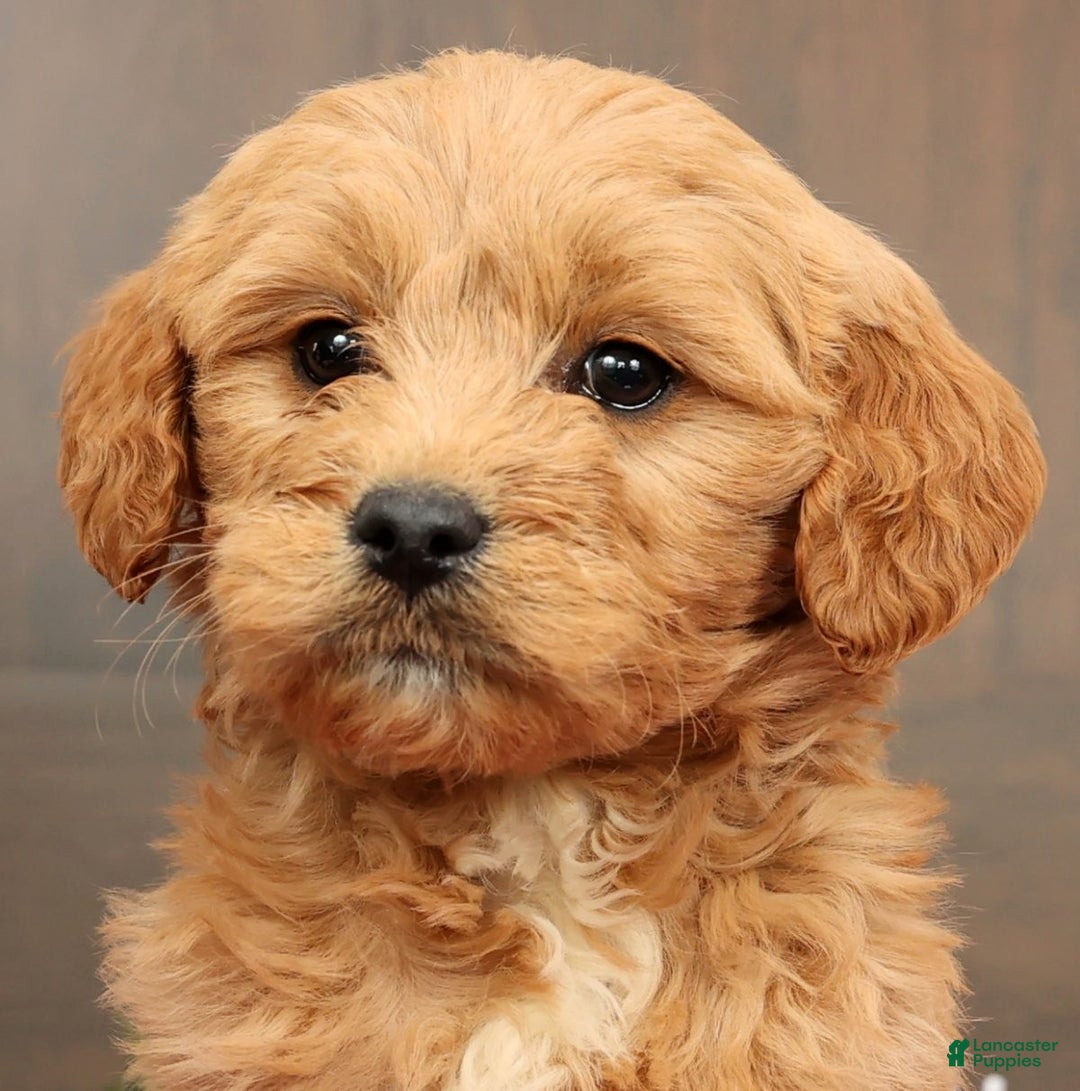 Mini Goldendoodle dogs for sale: Paisley - Ad 9