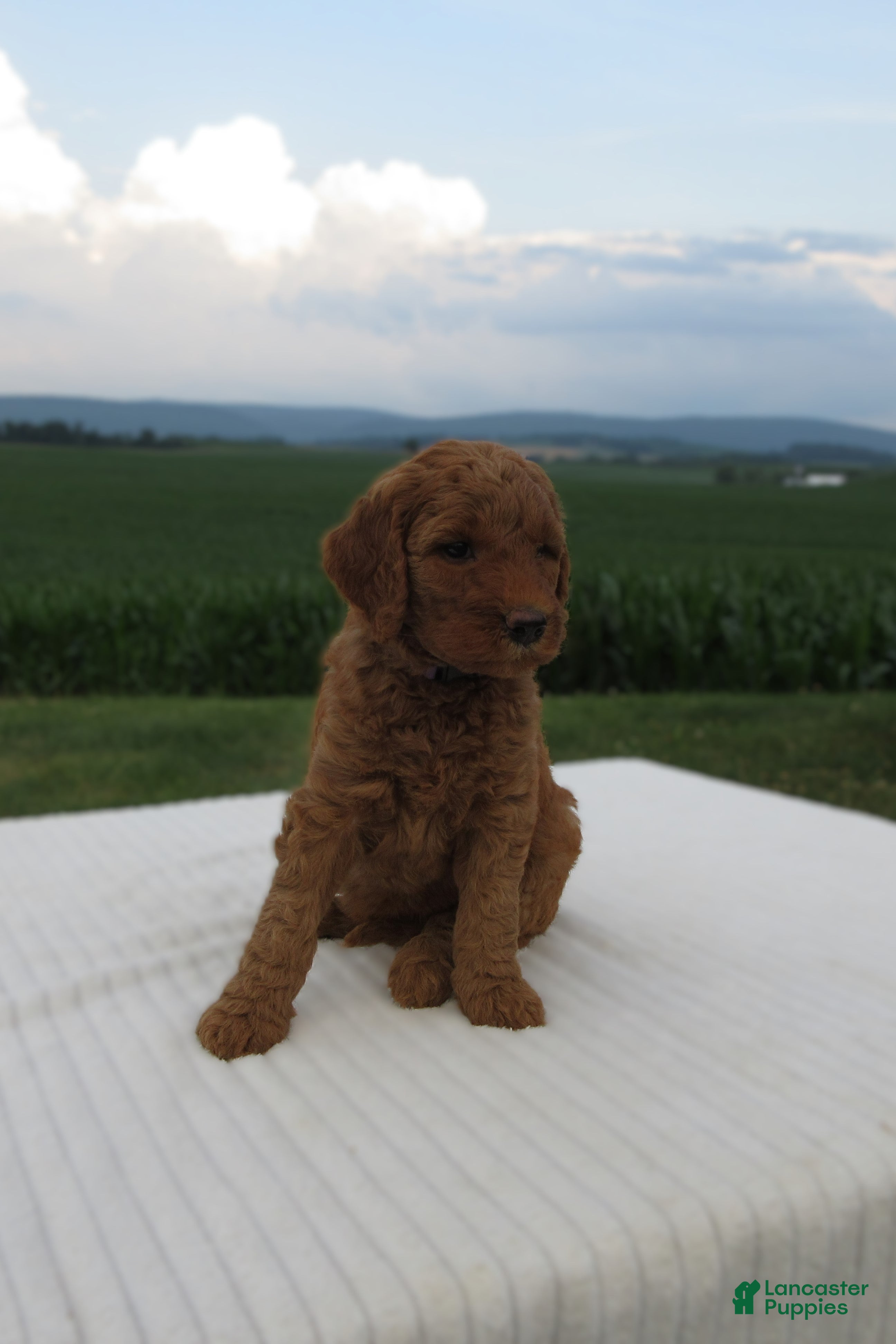 Goldendoodle dogs Amber - Ad 2